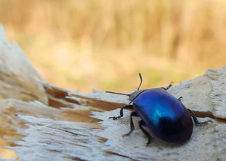 blauer Käfer, Makro, Baum, Frühling, Tierwelt, Tiere in freier Wildbahn, Insekt, wirbellos, Tierthemen, Tier, ein Tier, Käfer, Nahansicht, Tag, keine Leute, Natur, Holz - Material, selektiver Fokus, Fokus auf den Vordergrund, draußen, schwarze Farbe, Blau, Land, 1080P, CC0, gemeinfrei, lizenzfrei