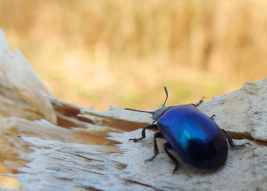 blauer Käfer, Makro, Baum, Frühling, Tierwelt, Tiere in freier Wildbahn, Insekt, wirbellos, Tierthemen, Tier, ein Tier, Käfer, Nahansicht, Tag, keine Leute, Natur, Holz - Material, selektiver Fokus, Fokus auf den Vordergrund, draußen, schwarze Farbe, Blau, Land, 1080P