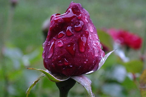 Rose, dryppe, beaded, blomst, blomstrende plante, plante, skønhed i naturen, tæt på, friskhed, vækst, sårbarhed, natur, fokus på forgrunden, skrøbelighed, ingen mennesker, rød, rosenblomst, blomsterstand, våd, dag, kronblad, blomsterhoved, udendørs, lilla, moden, dug, 2K, CC0, offentligt domæne, royaltyfrie