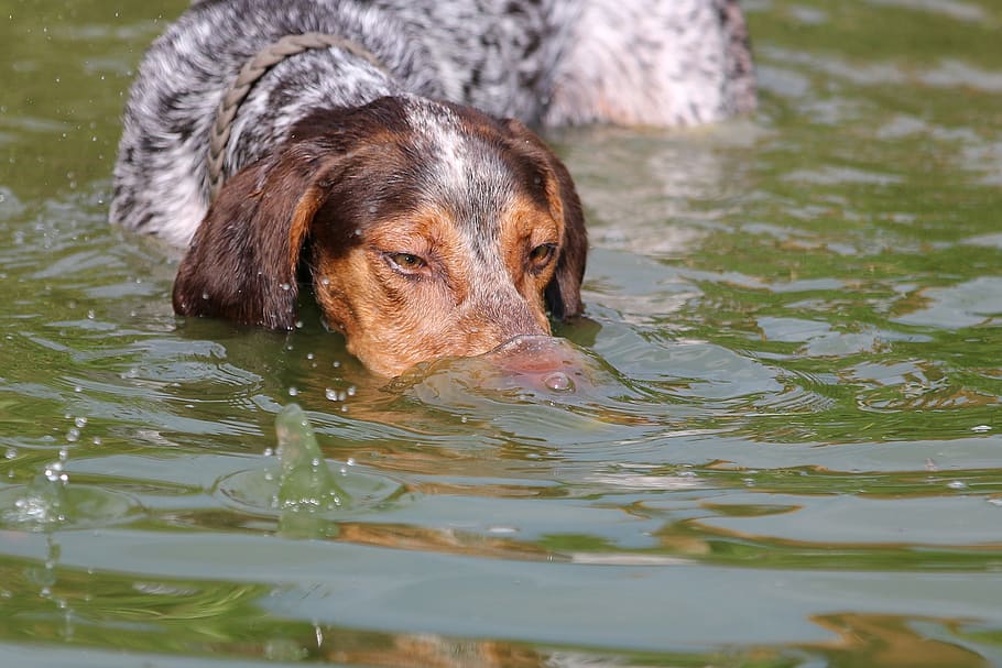 Hund, Tauchen, ein Tier, Eckzahn, Säugetier, inländisch, Haustiere, Tierthemen, Tier, Wasser, Wirbeltier, Ufergegend, See, Tag, selektiver Fokus, keine Leute, Schwimmen, Natur, Tierkopf, draußen, 2K