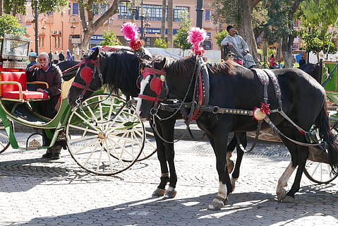 marrakech, morocco, domestic animals, domestic, animal, animal themes, city, vertebrate, livestock, mammal, pets, animal wildlife, transportation, horse, horse cart, street, working animal, group of animals, cart, mode of transportation, day, group of people, herbivorous, horsedrawn, outdoors, 4K, CC0, public domain, royalty free