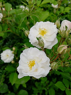 flors blanques, primavera, planta amb flors, flor, planta, bellesa a la natura, fragilitat, vulnerabilitat, pètal, frescor, cap de flor, primer pla, Color blanc, inflorescència, naturalesa, creixement, rosa, dia, flor de roses, cap gent, a l'aire lliure, centrar-se en primer pla, 4K, CC0, domini públic, lliure de regalies