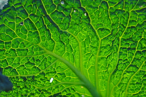 Blatt, Grün, Transparenz, grüne Farbe, Pflanzenteil, Pflanze, Wachstum, Hintergründe, Vollbild, Nahansicht, Schönheit in der Natur, Frische, Natur, keine Leute, Tag, fallen, nass, Blattvene, Wasser, draußen, üppiges Laub, Regen, Regentropfen, Blätter, Tau, 1080P, CC0, gemeinfrei, lizenzfrei