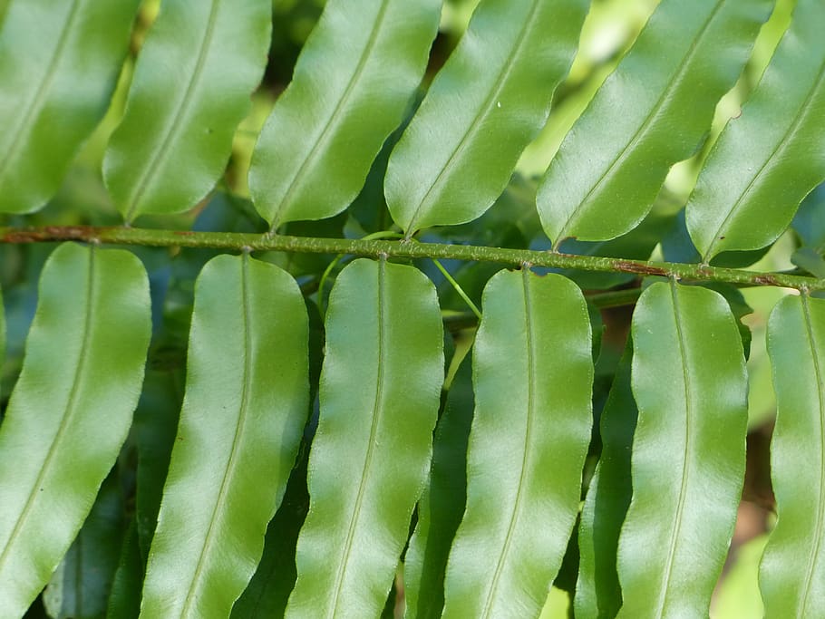blad, grøn, baggrund, grøn farve, vækst, plante, plante del, fuld ramme, tæt på, ingen mennesker, skønhed i naturen, natur, baggrunde, dag, friskhed, skarp, gentagelse, udendørs, mønster, mad og drikke, selektiv fokusering, botanik, blade, 4K