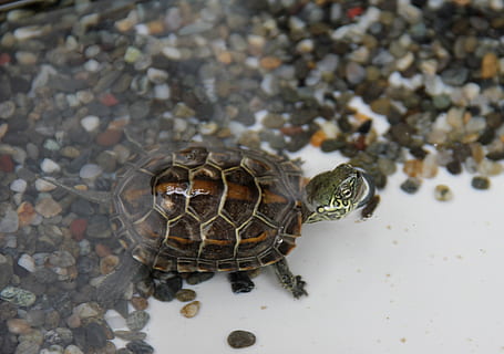 tortuga, tortugues, temes d'animals, animal, fauna animal, animals a la natura, un animal, naturalesa, vista d’angle alt, primer pla, cap gent, rèptil, dia, shell, a l'aire lliure, closca d’animals, invertebrat, aigua, insecte, amfibi, terra, marí, 2K, CC0, domini públic, lliure de regalies