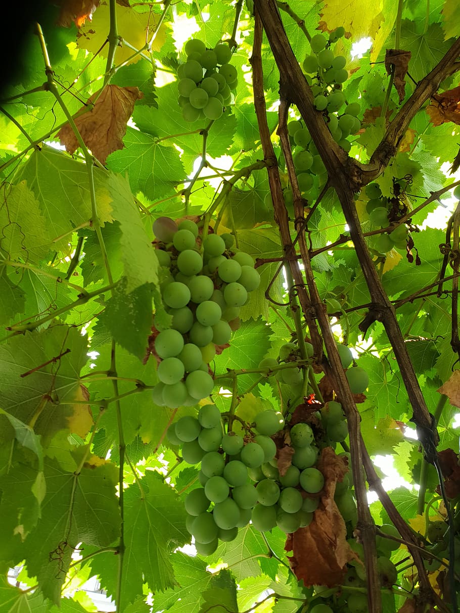 vindruer, planter, gennemsnit, mad og drikke, sund kost, mad, vækst, frugt, blad, plante del, plante, grøn farve, træ, friskhed, flok, hængende, vingård, natur, drue, ingen mennesker, dag, landbrug, velvære, udendørs, vinfremstilling, plantage, 4K