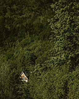 copac verde-frunze, aventură, activități de agrement, natură, verde, clădire, în aer liber, tăcere, copaci, uimitor, pădure, ascuns, casă, simbol, jucărie, zmeu, semn, asfalt, animal, zbor, plantă, copac, Culoarea verde, teren, creştere, frunziş, zi, luxuriant frunziș, liniște, frumusețe în natură, vedere în unghi mare, construită, nici o persoana, o scenă liniștită, scenice - natura, arhitectură, camp, pădure tropicală, 4K, CC0, domeniu public, fără drepturi de autor