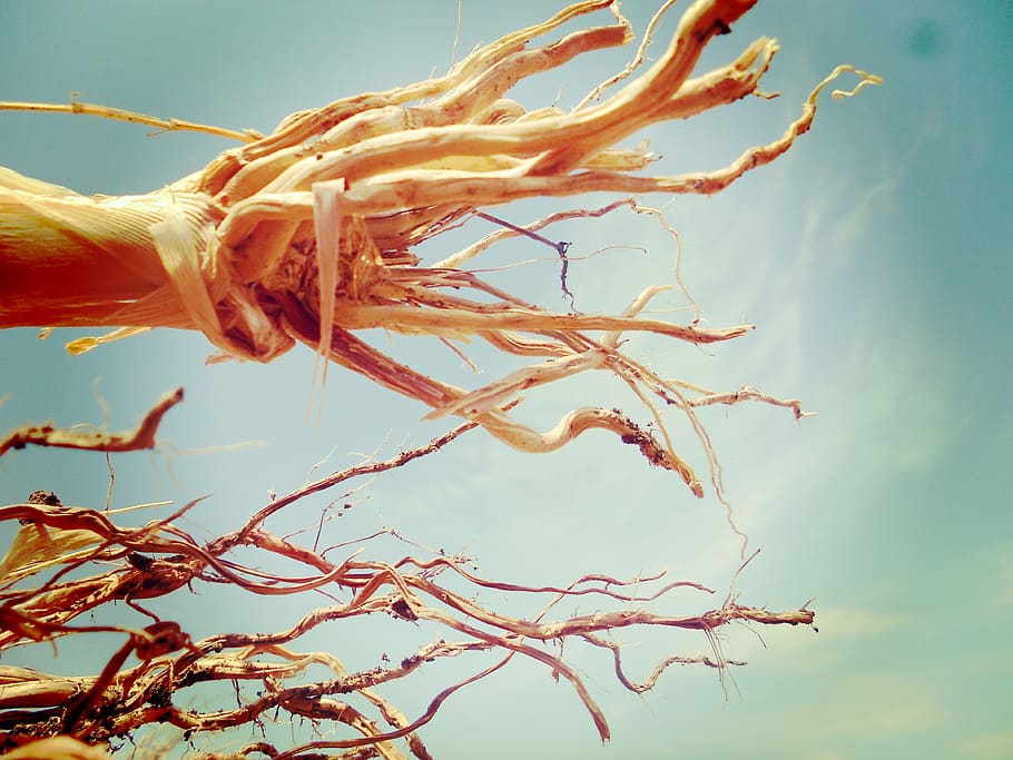 jowar, arrel, Agricultura, planta, naturalesa, arbre, primer pla, dia, branca, cel, cap gent, a l'aire lliure, tranquil·litat, centrar-se en primer pla, bellesa a la natura, creixement, llum solar, arbre nu, sec, fauna animal, planta morta, tija de la planta, vista d’angle baix, 4K