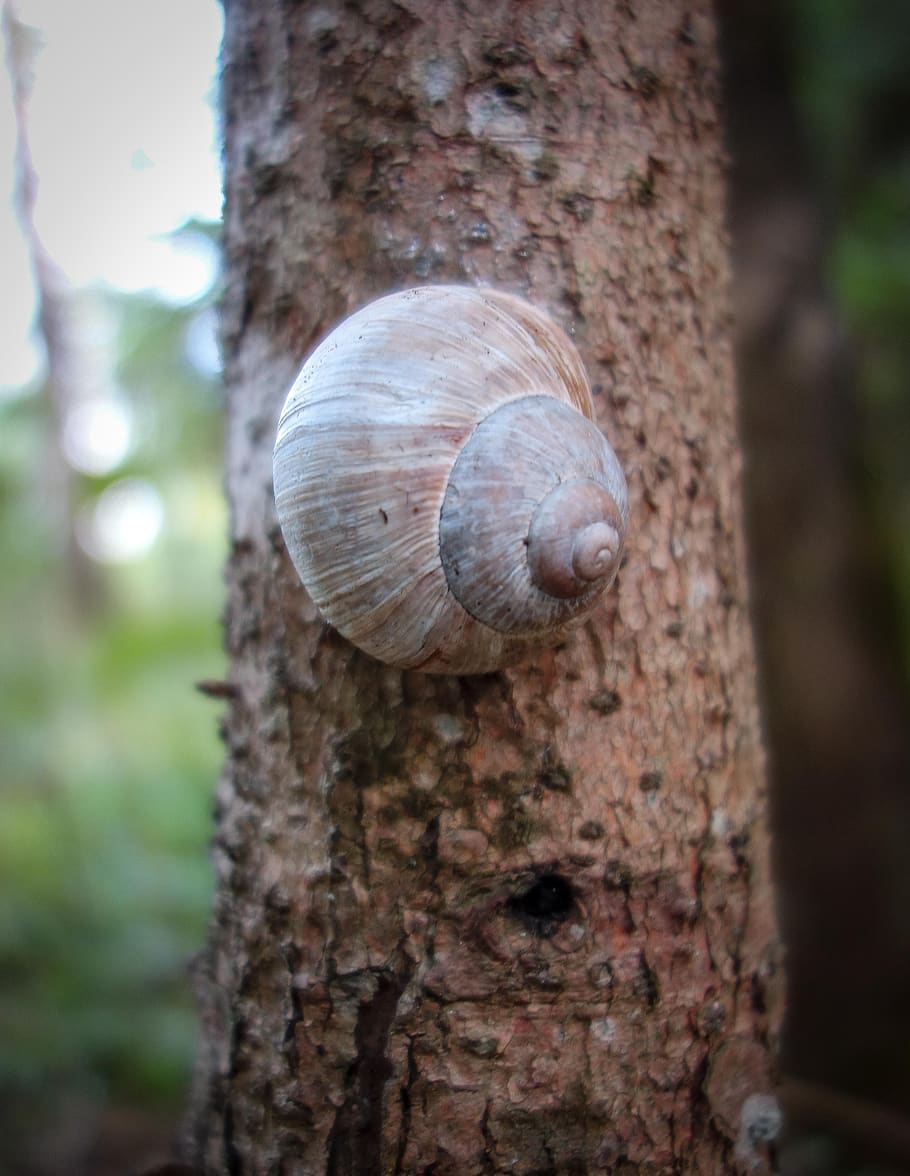 cargol, shell, arbre, registre, macro, primer pla, lentament, mol·lusc, gatejar, sonda, animal, rèptil, món animal, mucositat, tronc de l'arbre, tronc, fauna animal, temes d'animals, centrar-se en primer pla, animals a la natura, un animal, invertebrat, planta, gasteròpode, closca d’animals, dia, cap gent, naturalesa, a l'aire lliure, escorça, 2K