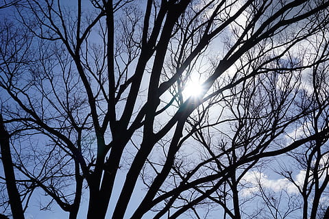 Baum, Ast, Schatten, kahler Baum, Himmel, Flachwinkelansicht, Sonne, Pflanze, Sonnenlicht, Silhouette, keine Leute, Natur, Ruhe, Schönheit in der Natur, Sonnenstrahl, Linseneffekt, Tag, Szenen - Natur, draußen, sonnig, hinterleuchtet, hell, Streaming, hell erleuchtet, Sonneneruption, 5K, CC0, gemeinfrei, lizenzfrei