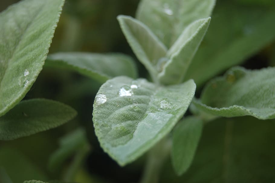 dråber, urter, salvie, blad, plante del, vækst, plante, skønhed i naturen, tæt på, natur, vand, dråbe, friskhed, ingen mennesker, grøn farve, våd, dag, udendørs, selektiv fokusering, fokus på forgrunden, sårbarhed, skrøbelighed, blade, renhed, regndråbe, dug, blomst, 2K