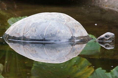 turtle, pond, mirroring, animal, animal themes, water, vertebrate, animals in the wild, animal wildlife, reptile, one animal, reflection, swimming, tortoise, lake, nature, no people, fish, close-up, glass - material, marine, outdoors, tortoise shell, 4K, CC0, public domain, royalty free