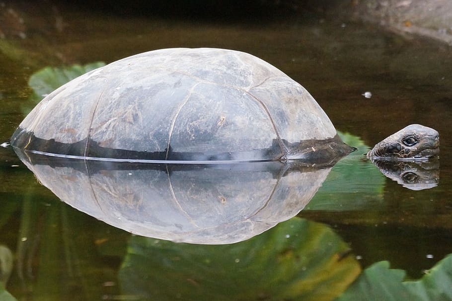 tortuga, estany, duplicació, animal, temes d'animals, aigua, vertebrats, animals a la natura, fauna animal, rèptil, un animal, reflexió, nedar, llac, naturalesa, cap gent, peix, primer pla, vidre - material, marí, a l'aire lliure, closca de tortuga, 4K