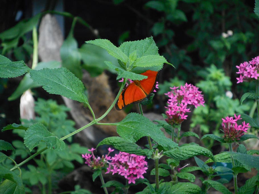 afegir, alguns, color, planta, flor, planta amb flors, creixement, bellesa a la natura, full, part de la planta, insecte, temes d'animals, naturalesa, invertebrat, animal, color verd, frescor, un animal, vulnerabilitat, fragilitat, fauna animal, primer pla, dia, ala dels animals, papallona - insecte, cap gent, cap de flor, a l'aire lliure, polinització, lantana, papallona, 5K