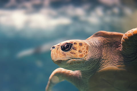 broască țestoasă sub apă, animal, broasca testoasa, târâtoare, Viata marina, broască țestoasă, testoasa, şopârlă, acvatic, acvariu, ochi, mare, exotic, ocean, sub mare, box turtle, apă, kite pasăre, pasăre, mamifer, Vidra, un animal, animale tematice, animale sălbatice, animale în sălbăticie, animale vertebrate, umană, natură, a închide, partea corpului uman, mână, să se concentreze asupra primelor elemente, marin, tortoise shell, cap de animal, deget, 4K, CC0, domeniu public, fără drepturi de autor
