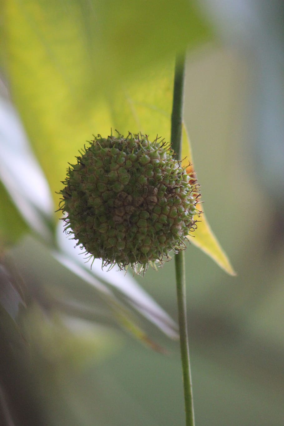 full, castanyer de cavalls, arbre, caure, error, flor, planta, creixement, primer pla, bellesa a la natura, planta amb flors, frescor, cap gent, fragilitat, dia, cap de flor, naturalesa, pètal, vulnerabilitat, centrar-se en primer pla, enfocament selectiu, inflorescència, tija de la planta, a l'aire lliure, color verd, pol·len, enfocament suau, sepal, 5K