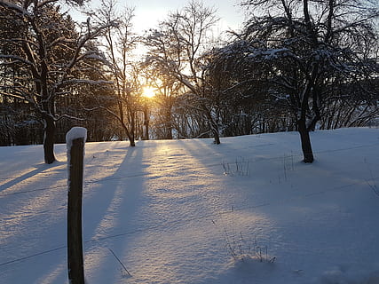 setting, sun, wintry, cold temperature, snow, winter, tree, plant, nature, sunlight, beauty in nature, covering, sky, field, tranquility, bare tree, frozen, no people, sunset, day, land, outdoors, lens flare, 4K, CC0, public domain, royalty free