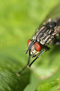 flyga, flyginsekt, makro, ryggradslös, insekt, djurteman, djur-, ett djur, djurliv, djur i det vilda, närbild, växt, selektiv fokusering, djur vinge, natur, inget folk, grön färg, husfluga, djur kroppsdel, dag, utomhus, blad, djuröga, 5K, CC0, offentligt domän, royaltyfria