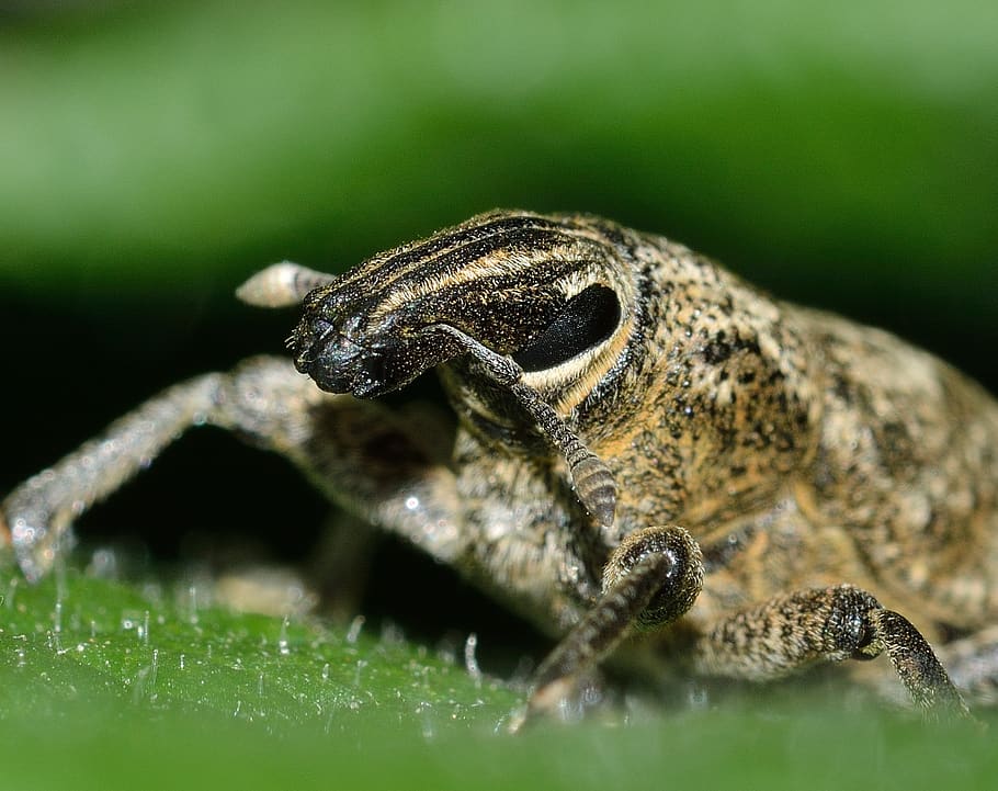 insectes, escarabats, morrut, temes d'animals, animal, fauna animal, un animal, animals a la natura, rèptil, cap gent, primer pla, enfocament selectiu, vertebrats, color verd, llangardaix, naturalesa, terra, macro, part del cos dels animals, planta, dia, a l'aire lliure, arbre, selva tropical, vista del perfil, 1080P