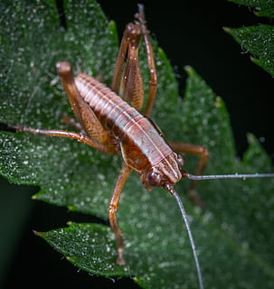 macro, insetto, larva, cavalletta, temi animali, animale, fauna selvatica, animali allo stato selvatico, un animale, invertebrato, avvicinamento, natura, nessuno, giorno, pianta, concentrarsi sulle conoscenze acquisite, all'aperto, antenna animale, parte del corpo animale, colore verde, artropodo, zoologia, marino, 4K, CC0, dominio pubblico, privo di copyright