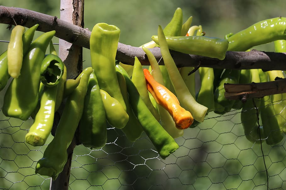 pebre, verd, arbre, color verd, menjar, menjar i beguda, vegetals, alimentació saludable, frescor, primer pla, dia, cap gent, pebrot picant, benestar, tanca, centrar-se en primer pla, límit, barrera, a l'aire lliure, espècia, penjant, aliments crus, 5K
