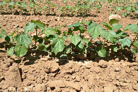 dezvoltare, vegetativ, bumbac, frunze, parte a plantelor, Culoarea verde, creştere, natură, zi, nici o persoana, camp, lumina soarelui, teren, plantă, frumusețe în natură, vedere în unghi mare, în aer liber, liniște, murdărie, a închide, prospeţime, umbră, fragilitate, 4K, CC0, domeniu public, fără drepturi de autor