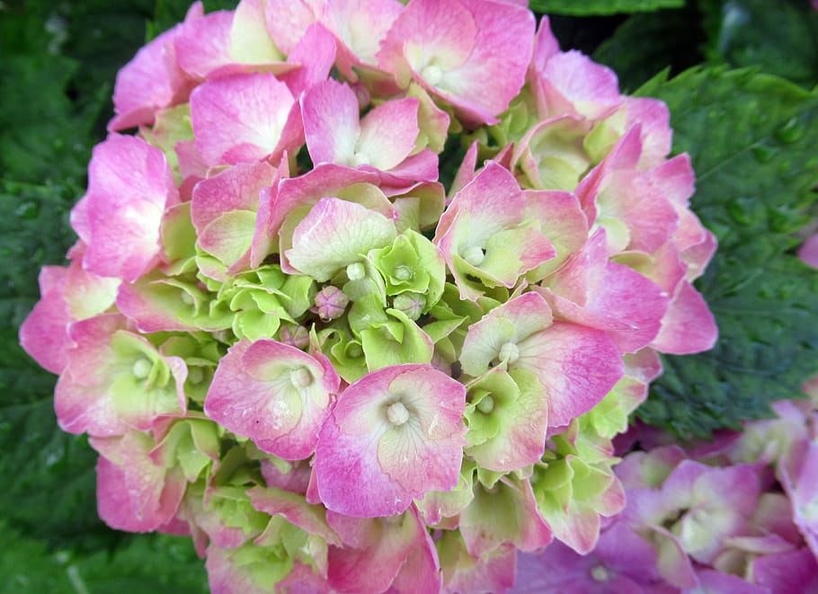 Blume, Hortensie, Rosa, Regentropfen, blühende Pflanze, Pflanze, Verletzlichkeit, Zerbrechlichkeit, Schönheit in der Natur, Blütenblatt, Nahansicht, Frische, pinke Farbe, Blütenstand, Blütenkopf, Wachstum, Tag, Natur, keine Leute, Fokus auf den Vordergrund, Botanik, draußen, grüne Farbe, Frühling, Pollen, Blumenstrauß, lila, Tau, 4K
