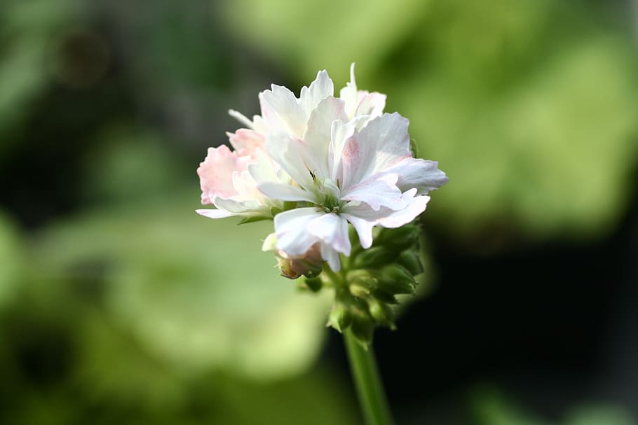 geranio, fiori, fiore, pianta fiorita, bellezza nella natura, vulnerabilità, fragilità, pianta, freschezza, petalo, avvicinamento, crescita, infiorescenza, testa di fiore, concentrarsi sulle conoscenze acquisite, giorno, colore rosa, natura, nessuno, Colore bianco, stelo vegetale, all'aperto, 2K