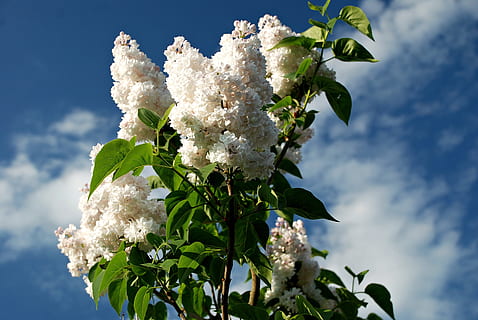 acid, denmark, plant, flower, fragility, vulnerability, flowering plant, plant part, leaf, freshness, beauty in nature, sky, nature, growth, white color, low angle view, cloud - sky, no people, day, close-up, tree, petal, outdoors, flower head, springtime, cherry blossom, 4K, CC0, public domain, royalty free