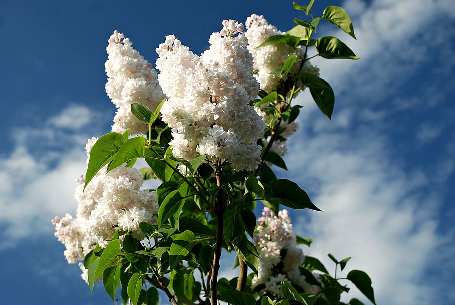 acido, Danimarca, pianta, fiore, fragilità, vulnerabilità, pianta fiorita, parte vegetale, foglia, freschezza, bellezza nella natura, cielo, natura, crescita, Colore bianco, Inquadratura dal basso, nuvola - cielo, nessuno, giorno, avvicinamento, albero, petalo, all'aperto, testa di fiore, primavera, fiore di ciliegio, 4K