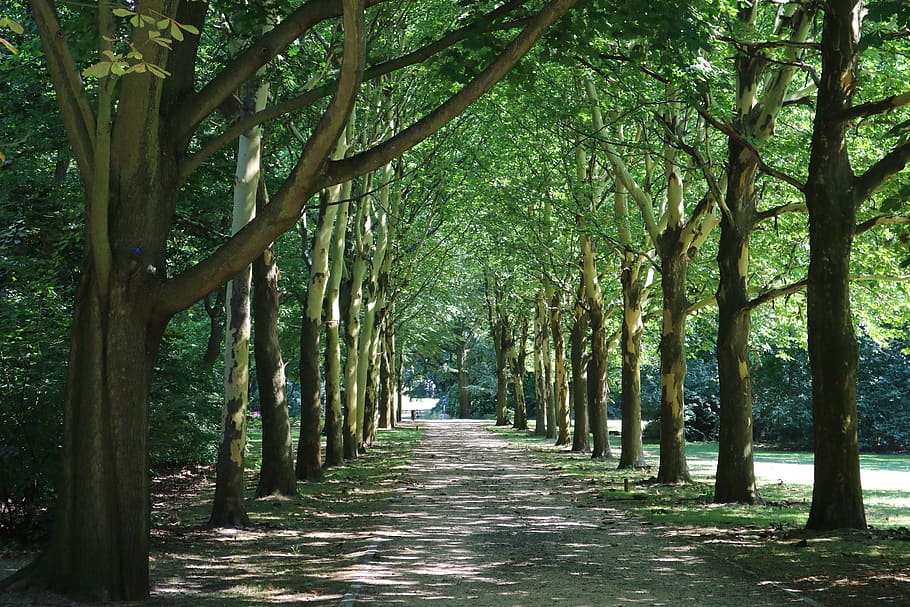 Berlín, arbres, Forrest, arbre, planta, el camí a seguir, direcció, treelined, creixement, perspectiva decreixent, sendera, tranquil·litat, naturalesa, tronc de l'arbre, tronc, cap gent, bosc, bellesa a la natura, dia, en fila, color verd, escena tranquil·la, terra, a l'aire lliure, bambú - planta, copa de l'arbre, llarg, 5K