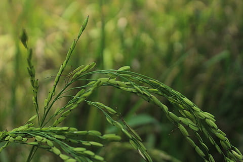 padi, verd, naturalesa, color verd, creixement, planta, centrar-se en primer pla, primer pla, bellesa a la natura, cap gent, dia, part de la planta, full, agricultura, terra, tranquil·litat, cultiu, a l'aire lliure, escena rural, camp, enfocament selectiu, planta de cereals, plantació, 5K, CC0, domini públic, lliure de regalies