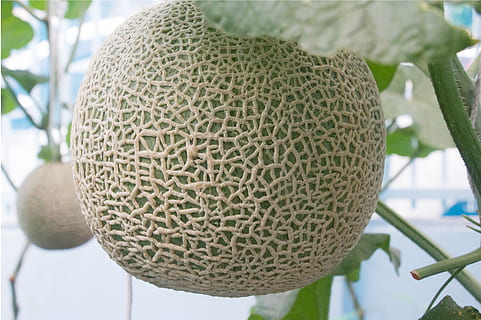 melon, fokus på forgrunden, tæt på, frugt, mad, sund kost, dag, mad og drikke, ingen mennesker, vækst, plante, natur, friskhed, udendørs, naturligt mønster, grøn farve, blad, velvære, plante del, mønster, 4K, CC0, offentligt domæne, royaltyfrie