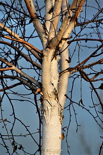 arbre, bedoll, branques, planta, branca, arbre nu, naturalesa, cel, creixement, cap gent, vista d’angle baix, dia, llum solar, a l'aire lliure, bellesa a la natura, tronc de l'arbre, tronc, centrar-se en primer pla, tranquil·litat, blau, cel clar, primer pla, 2K, CC0, domini públic, lliure de regalies