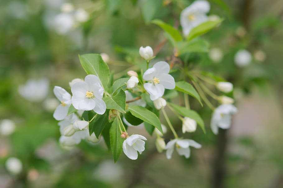 Bäume, Ast, Obst, blühen, Frühling, Blume, blühende Pflanze, Zerbrechlichkeit, Pflanze, Verletzlichkeit, Schönheit in der Natur, Wachstum, Frische, weiße Farbe, Nahansicht, Blütenblatt, keine Leute, Natur, selektiver Fokus, Tag, Blütenstand, Blütenkopf, Fokus auf den Vordergrund, draußen, 4K