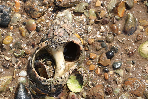 scoici, gaură, mare, nici o persoana, a închide, vedere în unghi mare, natură, zi, animal, stâncă, cadru complet, animale sălbatice, natură moartă, os, grup mare de obiecte, teren, în aer liber, animale tematice, apă, solid, piatră, alimente, fundaluri, prundiș, marin, 5K, CC0, domeniu public, fără drepturi de autor