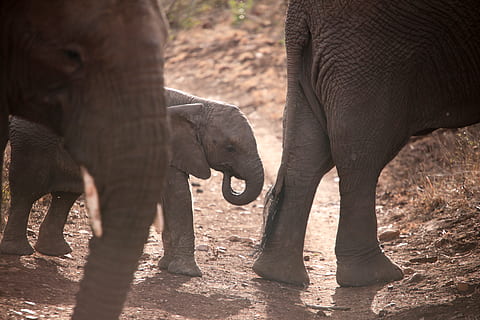 tres elefants grisos, elefant, vida salvatge, mamífer, animal, Sud-Àfrica, vaca, ramat, vedella, fang, ocell, aus aquàtiques, zoo, zebra, tigre, lleó, guineu, guineu vermell, caní, ivori, temes d'animals, grup d’animals, animals a la natura, fauna animal, part del cos dels animals, vertebrats, llum solar, dia, cap gent, animal jove, unió, naturalesa, safari, dos animals, tronc d’animals, família d’animals, a l'aire lliure, herbívors, elefant africà, cames d’animal, cap d’animals, cura, 5K, CC0, domini públic, lliure de regalies