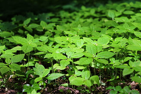 숲, 침대, leafs, 잎, 식물 부분, 성장, 채색, 식물, 자연, 나라, 자연의 아름다움, 들, 일, 닫다, 아무도, 전경 초점, 높은 각도보기, 선택적 포커스, 옥외, 선도, 평온, 무성한 단풍, 클로버, 목초, 이파리, 빗방울, 5K, CC0, 공개 도메인, 로열티 무료