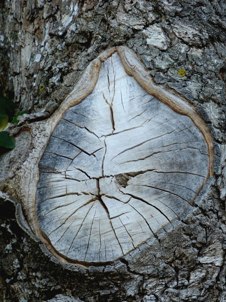 arbre, tronc, node, fusta, escorça, textura, estiu, natural, planta, tronc de l'arbre, naturalesa, primer pla, patró, escorça de la planta, cap gent, dia, material de fusta, patró natural, aspre, forma, a l'aire lliure, creixement, bosc, cercle, efecte texturat, 4K