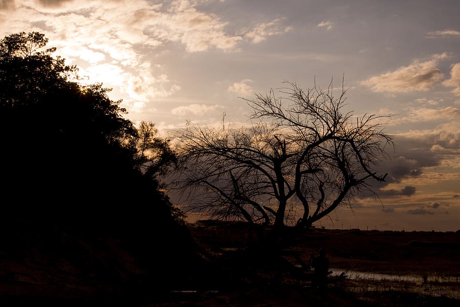 controluce, rami, deserto, cielo, albero, albero nudo, nuvola - cielo, pianta, la tranquillità, bellezza nella natura, scena tranquilla, silhouette, scenics - natura, tramonto, nessuno, natura, ramo, ambiente, paesaggio, scena non urbana, terra, campo, a distanza, all'aperto, isolato, 5K