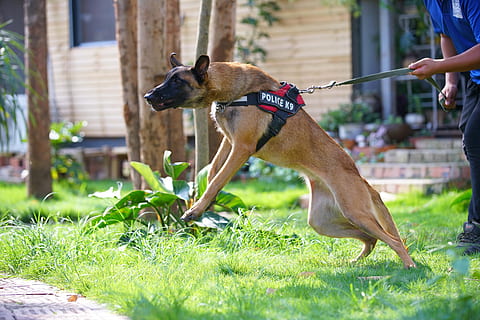 guard dog, flutter bite, ferocious, one animal, canine, dog, mammal, pets, domestic, domestic animals, vertebrate, grass, real people, plant, one person, day, leash, pet leash, human hand, human body part, pet owner, hand, 8K, CC0, public domain, royalty free