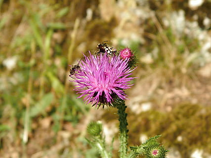 tidsel, biller, blomst, blomstrende plante, dyre temaer, dyr, plante, skønhed i naturen, lilla, dyr i naturen, friskhed, dyreliv, tæt på, natur, insekt, blomsterhoved, et dyr, hvirvelløse, blomsterstand, ingen mennesker, bi, udendørs, forår, bestøvning, 4K, CC0, offentligt domæne, royaltyfrie