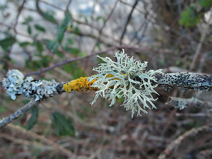lichen, afdeling, plante, blomstrende plante, blomst, skønhed i naturen, skrøbelighed, sårbarhed, vækst, tæt på, fokus på forgrunden, natur, friskhed, dag, kronblad, blomsterhoved, træ, ingen mennesker, blomsterstand, hvid farve, udendørs, 4K, CC0, offentligt domæne, royaltyfrie