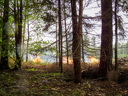 Waldbrand, Wald, Feuer, Flammen, Baum, Geäst, Veranstaltung, Rauch, Drohung, Natur, Achtung, Pflanze, Land, Baumstamm, Kofferraum, Ruhe, Wachstum, keine Leute, ruhige Szene, Nicht-städtische Szene, Schönheit in der Natur, Szenen - Natur, Landschaft, Tag, draußen, Umgebung, Ast, 4K, CC0, gemeinfrei, lizenzfrei