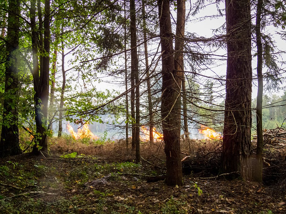 incendio forestale, foresta, fuoco, fiamme, albero, rami, evento, Fumo, minaccia, natura, Pericolo, pianta, terra, tronco d'albero, tronco, la tranquillità, crescita, bosco, nessuno, scena tranquilla, scena non urbana, bellezza nella natura, scenics - natura, paesaggio, giorno, all'aperto, ambiente, ramo, 4K