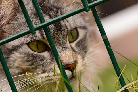 maine coon, kočka, jednoho zvířete, zvířat, Kočkovitý, domácí kočka, savec, zvíře, domácí zvířata, domácí, domácí mazlíčci, obratlovců, detail, část těla zvířete, zvířecí hlavy, nikdo, vous, portrét, při pohledu na fotoaparát, den, hledá, zvířecí oko, žluté oči, 5K, CC0, veřejná doména, bez autorských práv