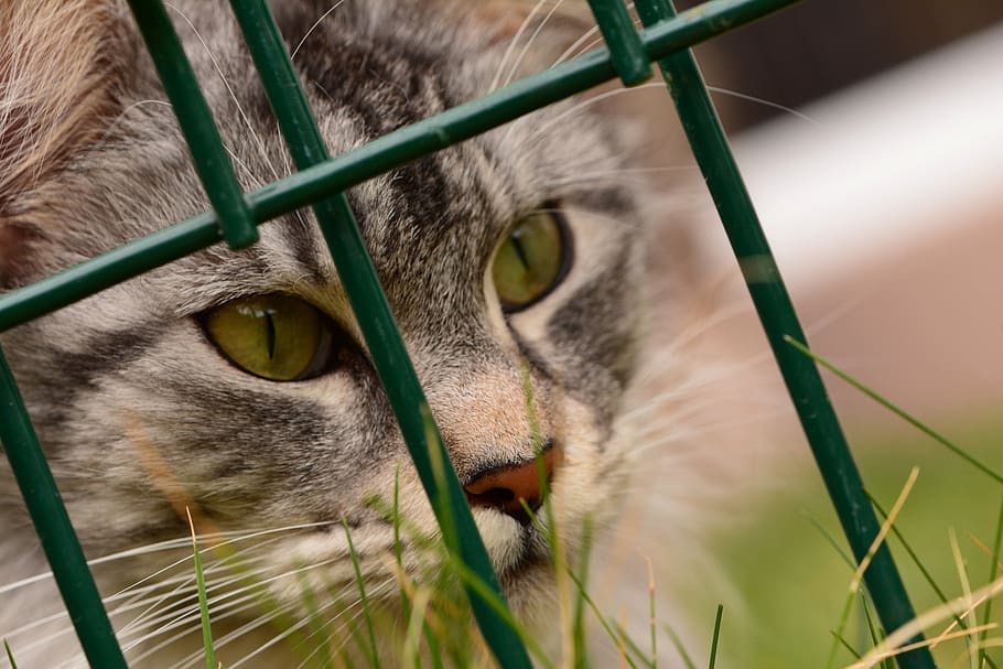 maine coon, gat, un animal, temes d'animals, felí, gat domèstic, mamífer, animal, animals domèstics, nacional, mascotes, vertebrats, primer pla, part del cos dels animals, cap d’animals, cap gent, bigotis, retrat, mirant la càmera, dia, mirant, ull d’animals, ulls grocs, 5K