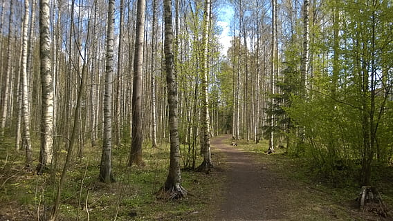 skog, vår, bjørk lund, tre, anlegg, land, ro, vekst, skjønnhet i naturen, retning, natur, stamme, trestamme, dag, ikke-urbane scene, veien forover, rolig scene, ingen folk, naturskjønnhet - natur, utendørs, landskap, bambus - plante, sti, 2K, CC0, offentlig domene, opphavsrett gratis
