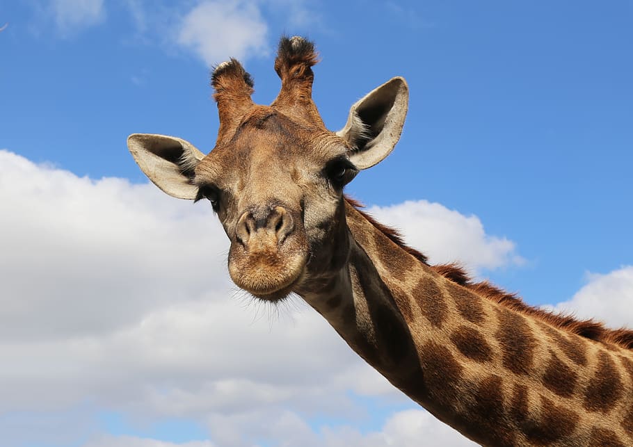 girafa, cel, animal, temes d'animals, mamífer, un animal, núvol - cel, fauna animal, animals a la natura, part del cos dels animals, vista d’angle baix, animals domèstics, naturalesa, retrat, mirant la càmera, vertebrats, dia, safari, cap d’animals, herbívors, coll d'animals, cap gent, a l'aire lliure, 2K