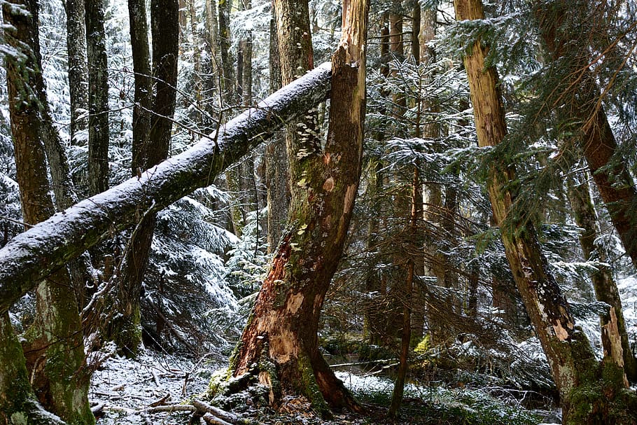 albero, vecchio, vecchio albero, natura, foresta, ceppo, mistico, cupo, buio, rottura, pianta, tronco d'albero, tronco, terra, la tranquillità, crescita, bellezza nella natura, bosco, nessuno, giorno, scena tranquilla, scena non urbana, temperatura fredda, inverno, all'aperto, scenics - natura, Pino, albero di conifere, bosco di pini, 5K